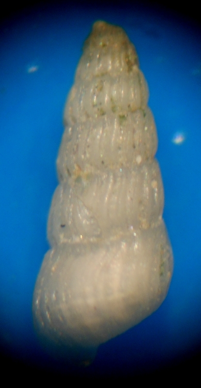 Parthenina indistincta?